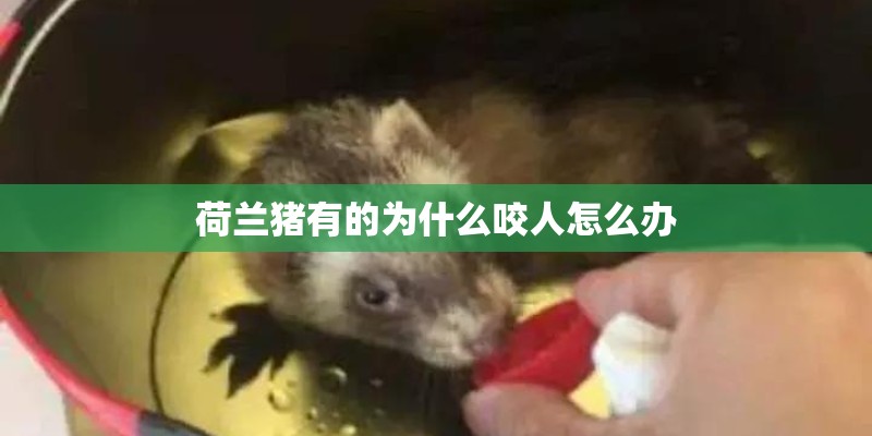 荷兰猪有的为什么咬人怎么办
