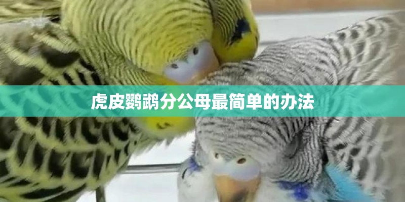 虎皮鹦鹉分公母最简单的办法