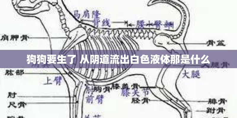狗狗要生了 从阴道流出白色液体那是什么