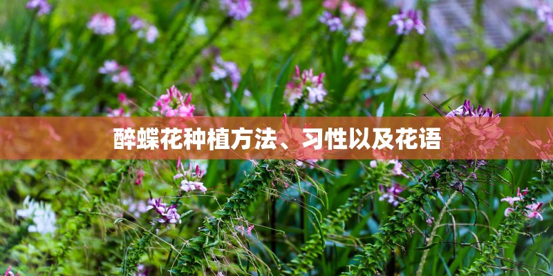 醉蝶花种植方法、习性以及花语