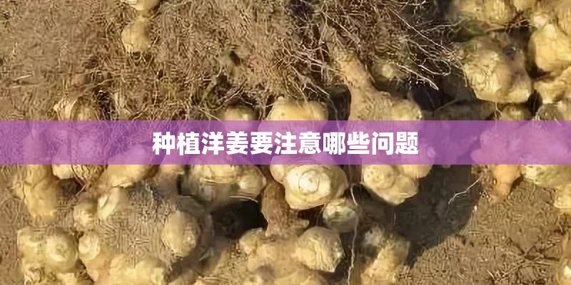 种植洋姜要注意哪些问题