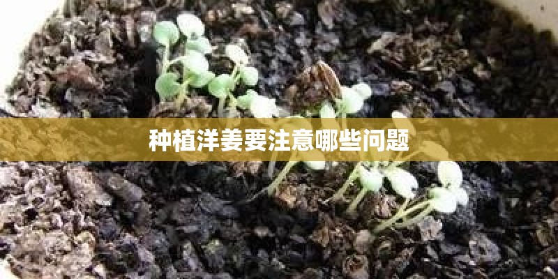 种植洋姜要注意哪些问题