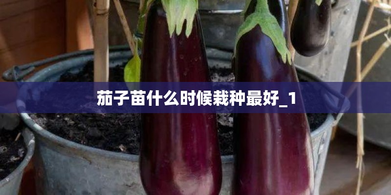 茄子苗什么时候栽种最好_1