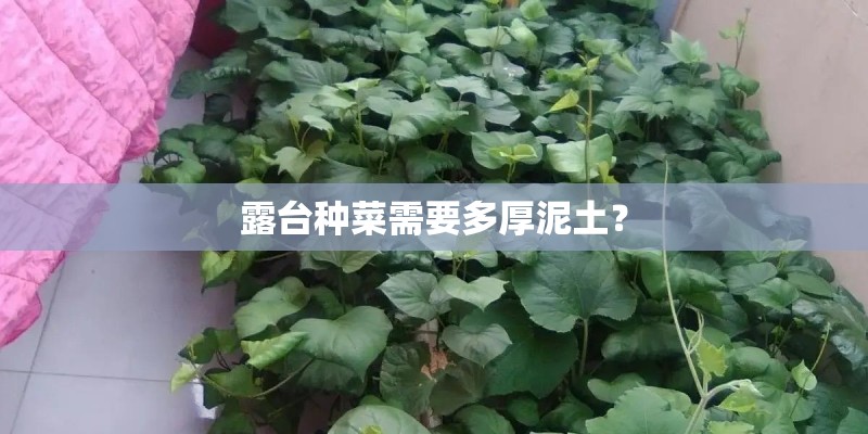 露台种菜需要多厚泥土？