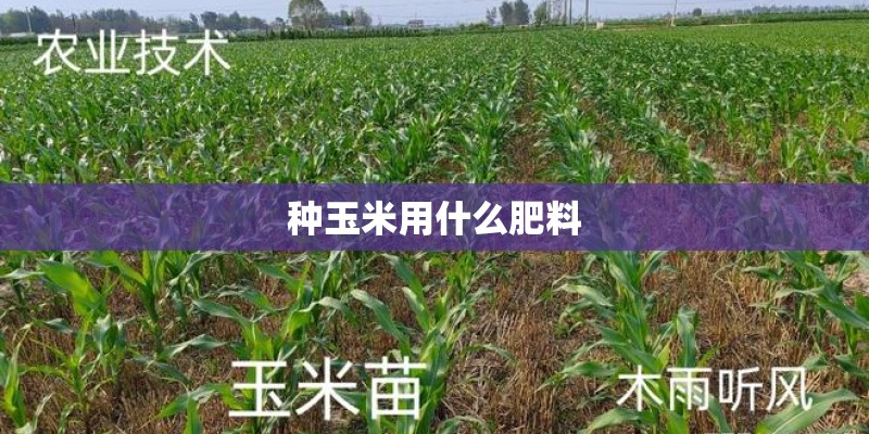 种玉米用什么肥料