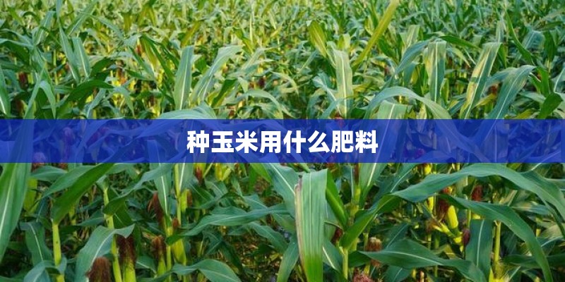 种玉米用什么肥料