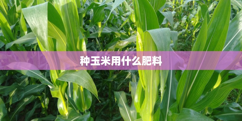 种玉米用什么肥料