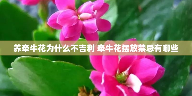 养牵牛花为什么不吉利 牵牛花摆放禁忌有哪些