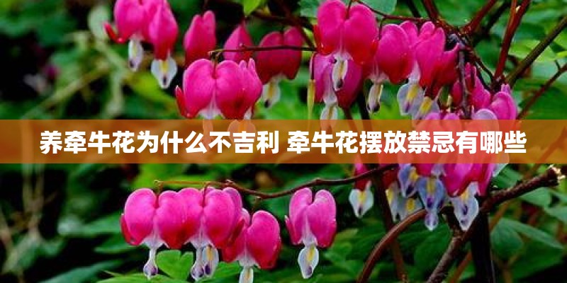 养牵牛花为什么不吉利 牵牛花摆放禁忌有哪些