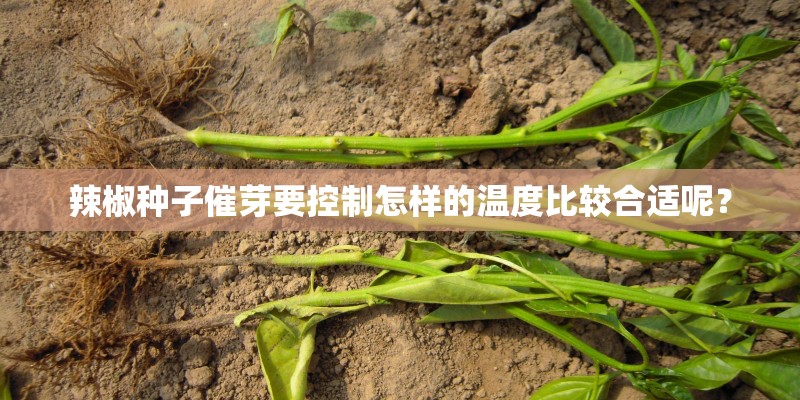 辣椒种子催芽要控制怎样的温度比较合适呢？