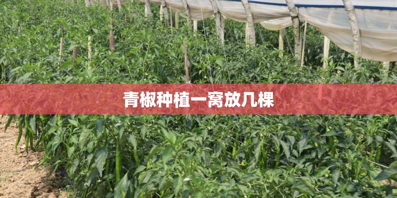 青椒种植一窝放几棵