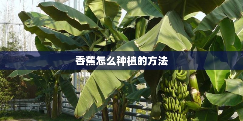 香蕉怎么种植的方法