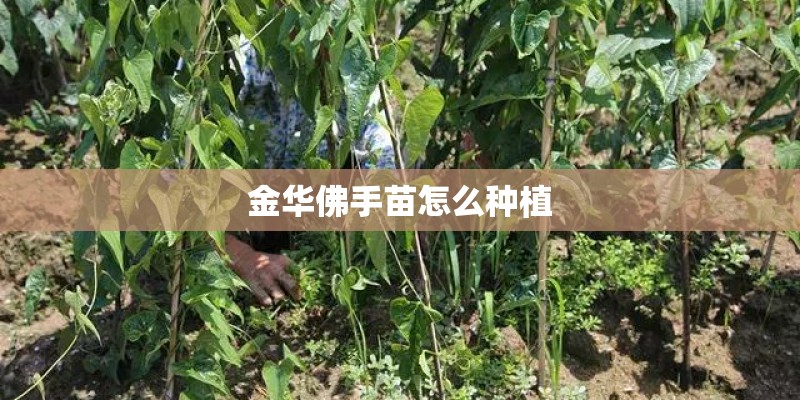 金华佛手苗怎么种植