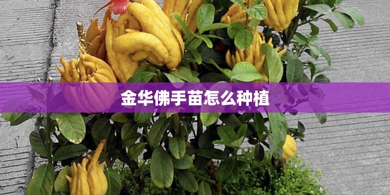 金华佛手苗怎么种植