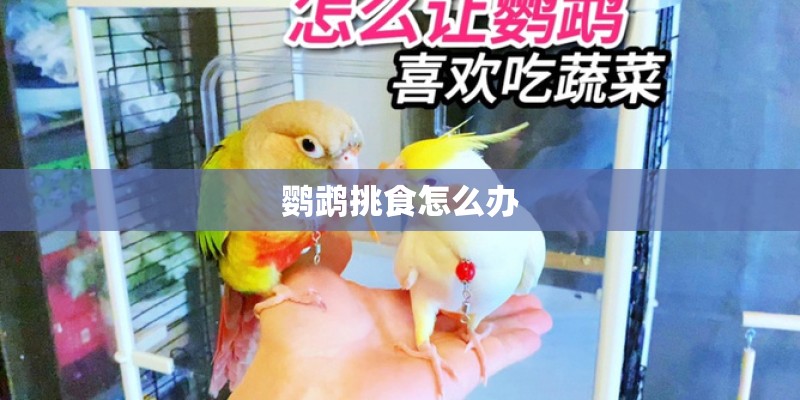 鹦鹉挑食怎么办