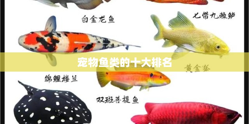 宠物鱼类的十大排名