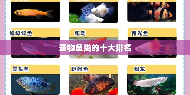 宠物鱼类的十大排名