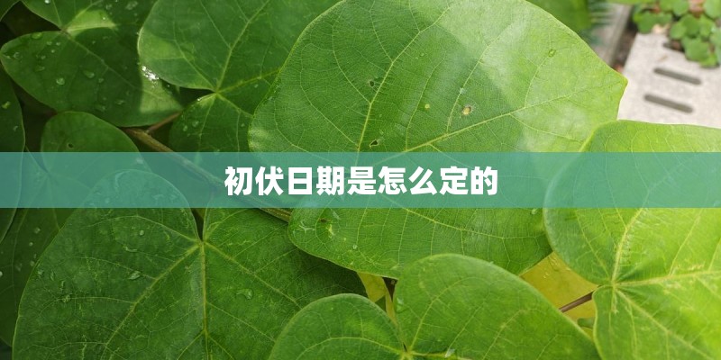 初伏日期是怎么定的