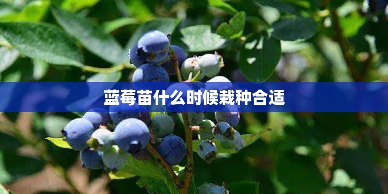 蓝莓苗什么时候栽种合适