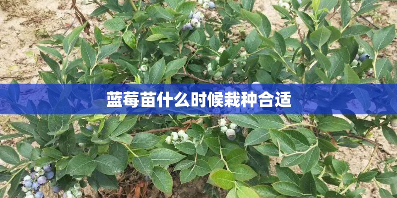 蓝莓苗什么时候栽种合适