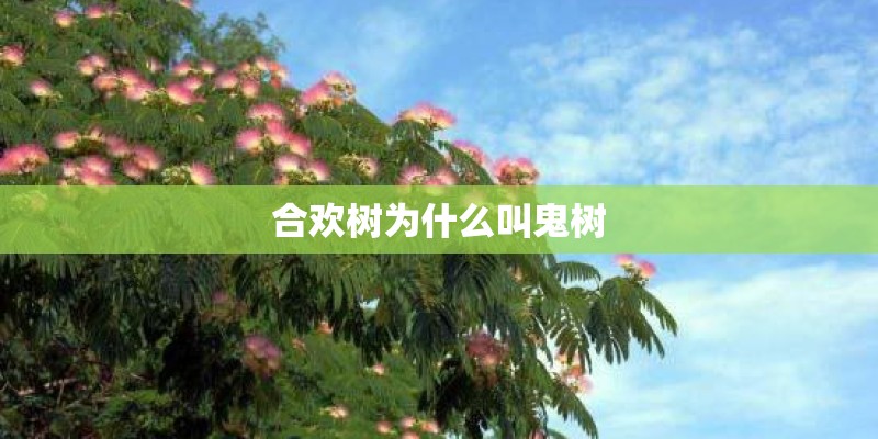 合欢树为什么叫鬼树