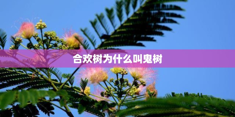 合欢树为什么叫鬼树