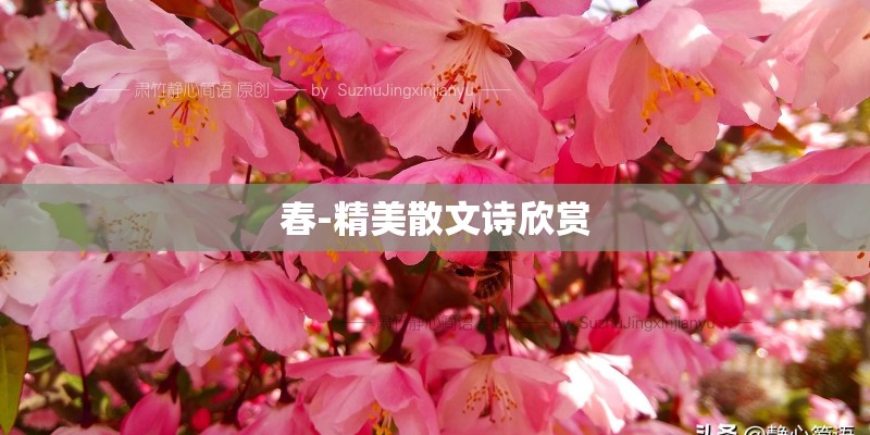 春-精美散文诗欣赏