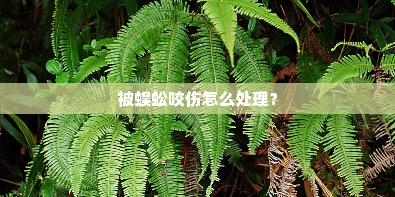 被蜈蚣咬伤怎么处理？