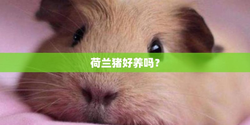 荷兰猪好养吗？
