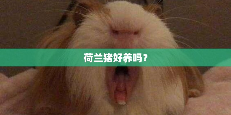 荷兰猪好养吗？