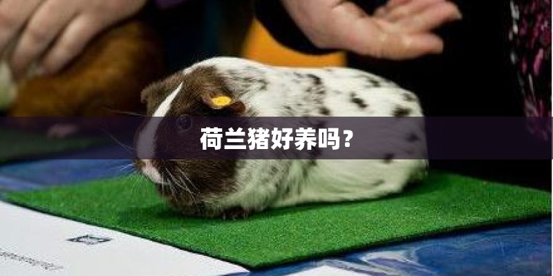 荷兰猪好养吗？
