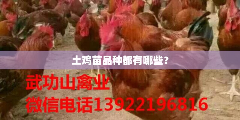 土鸡苗品种都有哪些？