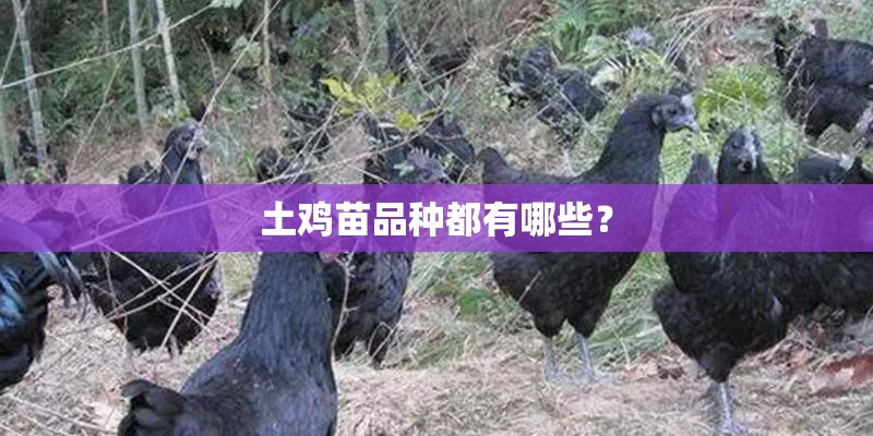 土鸡苗品种都有哪些？