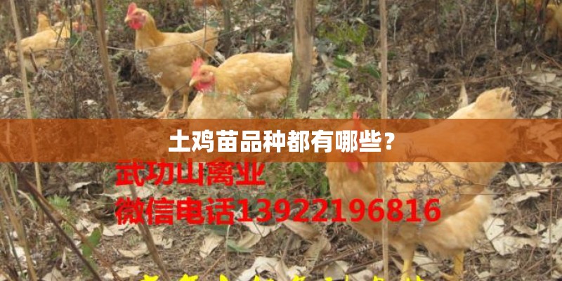 土鸡苗品种都有哪些？