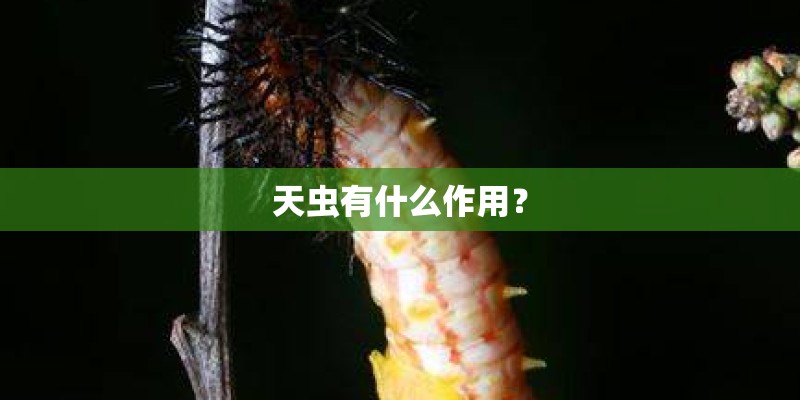 天虫有什么作用？