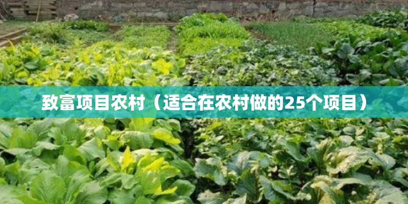 致富项目农村（适合在农村做的25个项目）