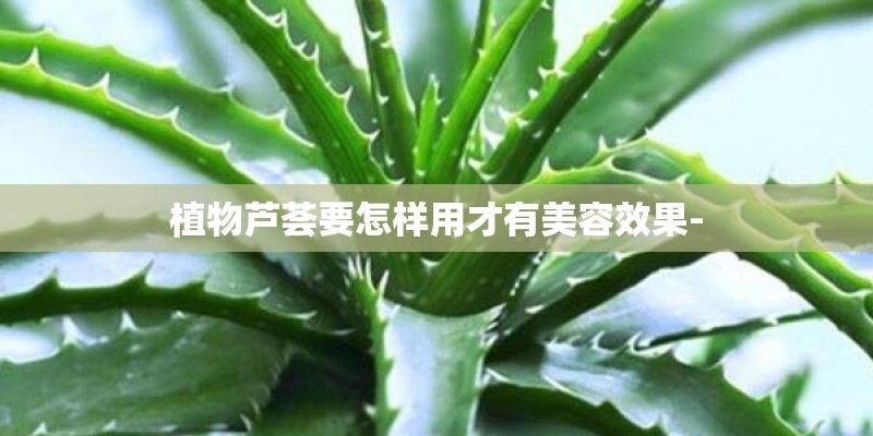 植物芦荟要怎样用才有美容效果-