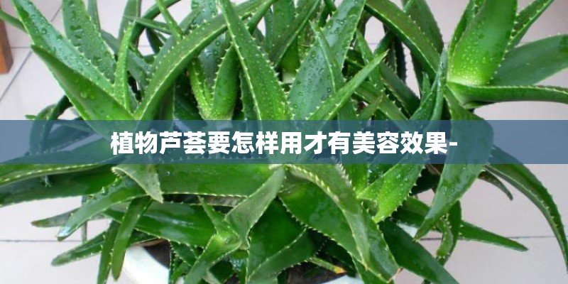 植物芦荟要怎样用才有美容效果-