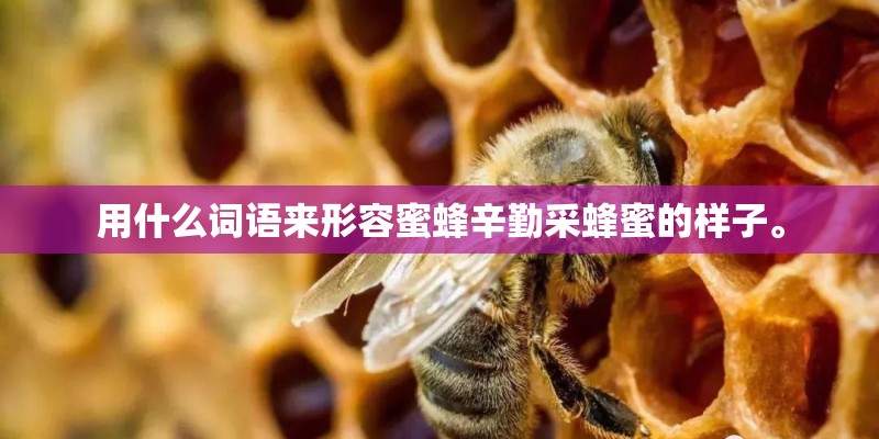 用什么词语来形容蜜蜂辛勤采蜂蜜的样子。 用什么词语来形容蜜蜂辛勤采蜂蜜的样子。