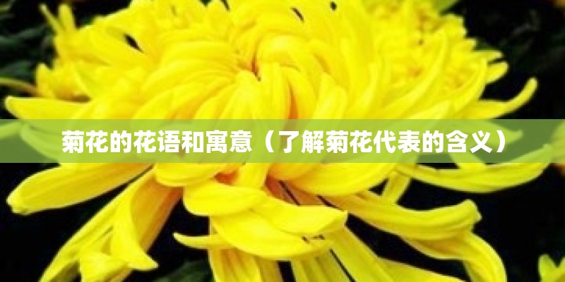 菊花的花语和寓意（了解菊花代表的含义）