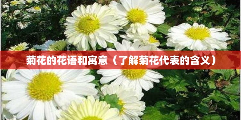 菊花的花语和寓意（了解菊花代表的含义）