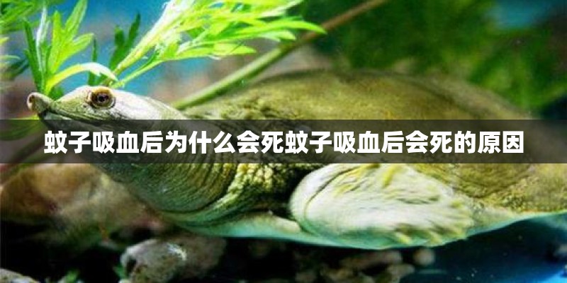 蚊子吸血后为什么会死蚊子吸血后会死的原因