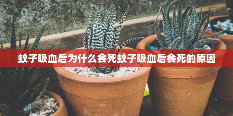 蚊子吸血后为什么会死蚊子吸血后会死的原因 蚊子吸血后为什么会死蚊子吸血后会死的原因