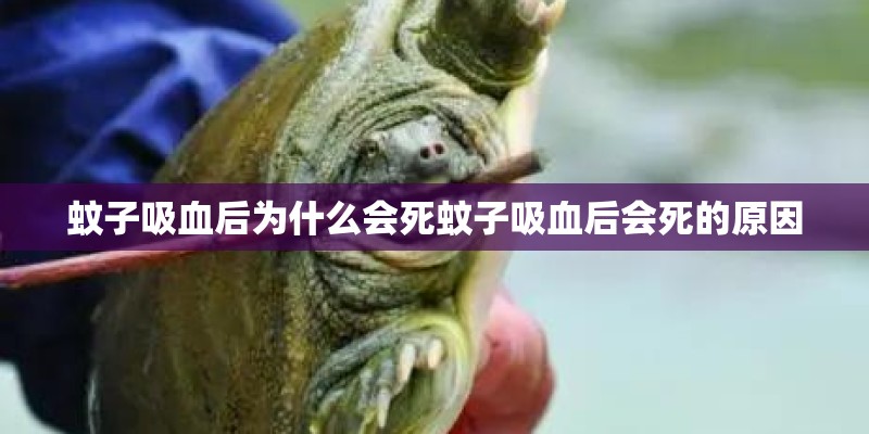 蚊子吸血后为什么会死蚊子吸血后会死的原因 蚊子吸血后为什么会死蚊子吸血后会死的原因
