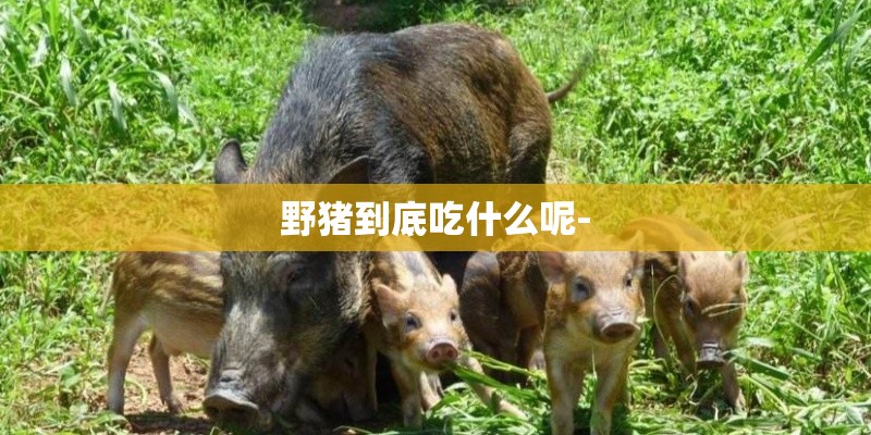 野猪到底吃什么呢-
