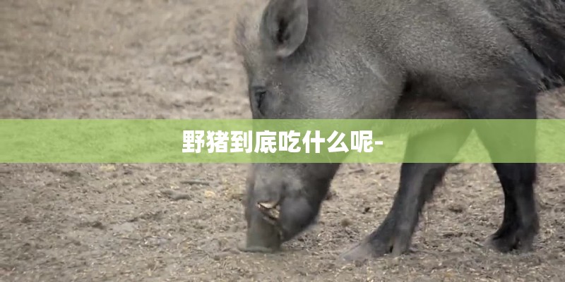野猪到底吃什么呢-