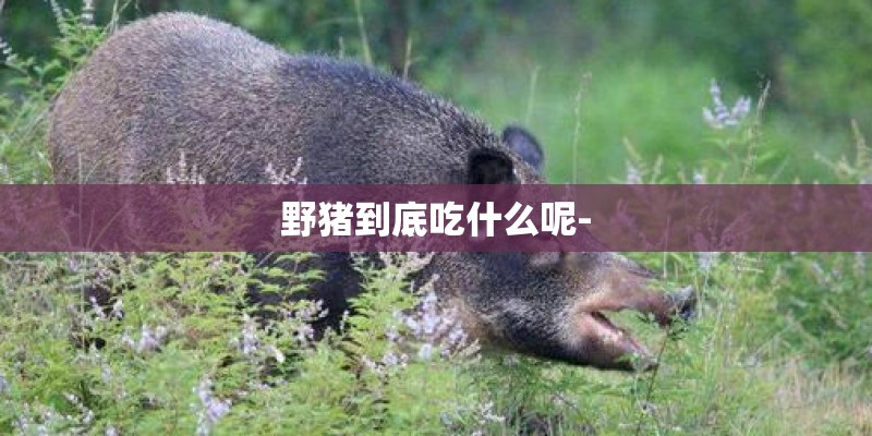 野猪到底吃什么呢-