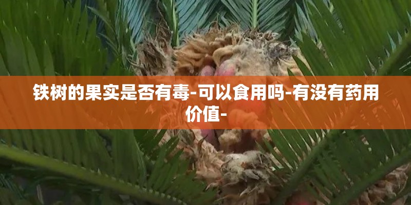 铁树的果实是否有毒-可以食用吗-有没有药用价值-