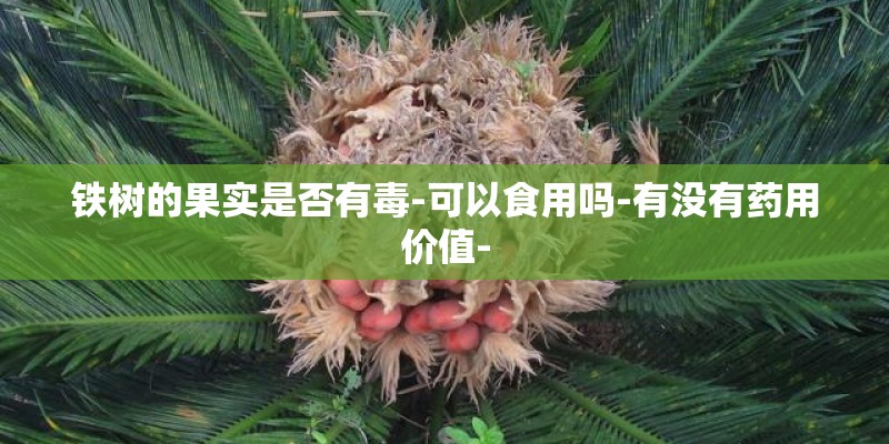 铁树的果实是否有毒-可以食用吗-有没有药用价值-