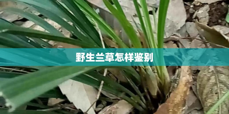 野生兰草怎样鉴别